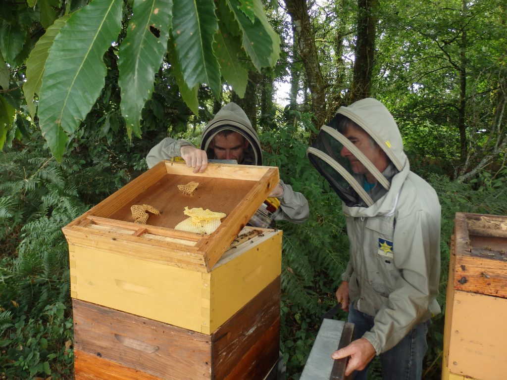 SELUXU Boîte de Ruche en Ruche Pollinisation en Ruche Apiculture pour Accouplement dabeilles Matériel apicole Outil Apiculteur 